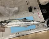 サワラのカルパッチョ~粒マスタードソース作り方4写真