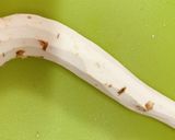 山わさびの味噌漬け作り方1写真