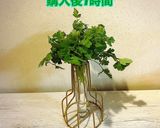 ✨生のイタリアンパセリの保存✨作り方6写真