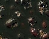 柔らかく程よく艶のある黒豆【おせち】作り方8写真