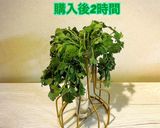 ✨生のイタリアンパセリの保存✨作り方7写真