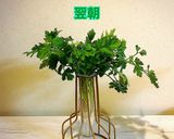 ✨生のイタリアンパセリの保存✨作り方8写真