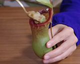 再現レシピ!エビ入りウツボカズラ飯作り方5写真
