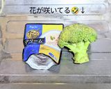 市販のシチューで簡単·時短グラタン作り方1写真