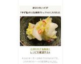 白菜のゆず塩麹漬け作り方5写真
