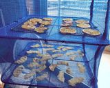 簡単♪手作り　✿ドライりんご✿作り方6写真