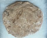 マカ入り甘酒チョコスコーン作り方5写真