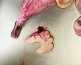 【あんこう】捌いてみた作り方3写真