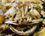 コラーゲンたっぷり・あんこう煮付け作り方8写真