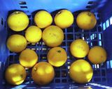 黄色いカボスのマーマレード作り方1写真