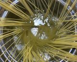 浅葱とイカの塩辛のペペロンチーノパスタ作り方4写真