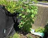 菊芋の天ぷら!天然のインスリン作り方7写真