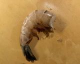How to Prep Shrimp作り方1写真