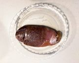 道民の味☆真だらの子の突こんにゃく和え作り方1写真