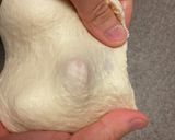 簡単！塩パン作り方11写真