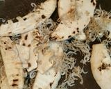 たけのこのちりめん炒め作り方3写真