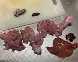 クエの内臓でビールを飲む作り方4写真