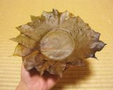 アボカド＆アボカドの葉皿作り方13写真
