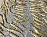 【やまなしの食】めまき（ワカサギ）作り方3写真