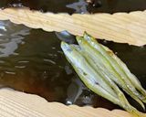 【やまなしの食】めまき（ワカサギ）作り方5写真