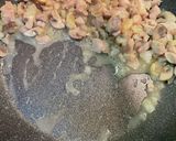 簡単な割に美味いオムライス作り方2写真