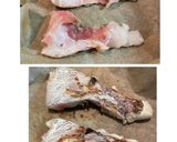 鯛の切身で✿鯛めし✿ 〜>* )))><作り方3写真