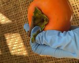 【やまなしの食】ころ柿作り方1写真