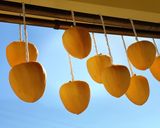 【やまなしの食】ころ柿作り方10写真