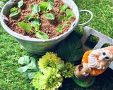 【生チョコムース】おじいさんのチョコ畑作り方17写真