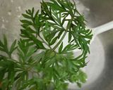 にんじん葉の天ぷら作り方1写真