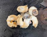 バイ貝の炊き込みご飯～魚の駅生地～作り方3写真