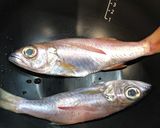 ホットクック ☆簡単★ 煮魚作り方1写真