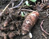 里芋と明日葉のご飯作り方12写真