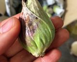 ふきのとうのお浸し（基本のアク抜き下処理作り方1写真