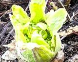 春を感じる味☀️お酒にあう蕗味噌和え作り方1写真