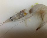 かんたんエビのかき揚げ作り方3写真
