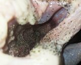 丸鶏の詰め物焼き作り方9写真