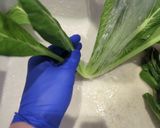 小松菜の煮物作り方1写真