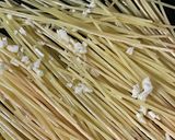 ちょっとロゼな『おこげパスタ』作り方4写真