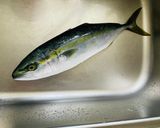 ★【はまち1匹で握り寿司】約40貫作り方1写真