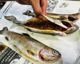 虹鱒（ニジマス）の牡丹胡椒味噌包み焼作り方3写真