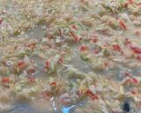 我が家のたこ焼き作り方6写真
