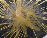 ベーコンのトマトパスタ作り方1写真
