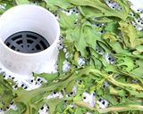 乾燥春菊と春菊パウダーの作り方作り方3写真