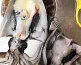 アオリイカの沖漬け丼作り方4写真