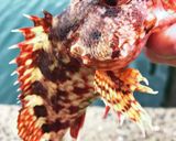 アラカブの泳ぎ揚げ作り方1写真