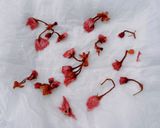 ☆桜と抹茶のいちご入りタルト☆作り方17写真