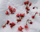 ☆桜と抹茶のいちご入りタルト☆作り方18写真
