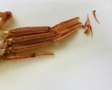 セコガニのヤンニョム炒め作り方6写真