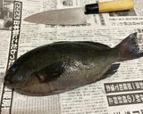 メジナ(グレ)の煮付け~魚の駅生地~作り方2写真